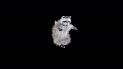 Adorable Raccoon Dancing 3D Character Animation