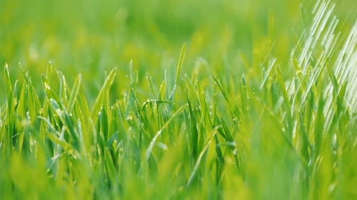 Water Drops Fall on Juicy Grass