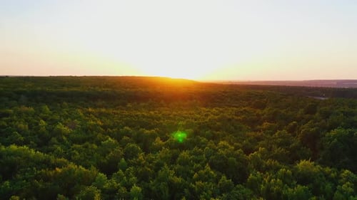Magnifique coucher de soleil sur la forêt. Le soleil orange se reflète sur les arbres vert foncé de la forêt.