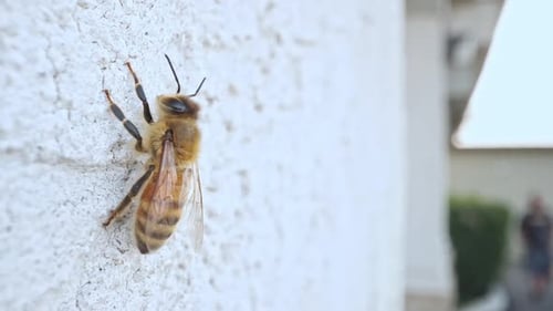 Honigbiene ruht an der Wand, während eine Person