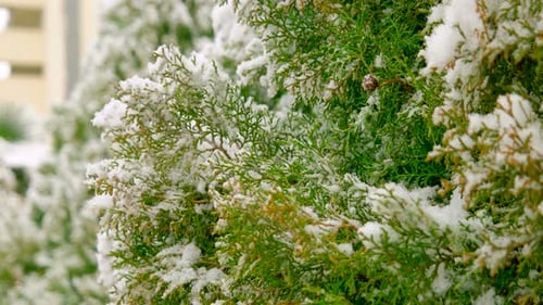 Schnee auf Kiefernzweigen