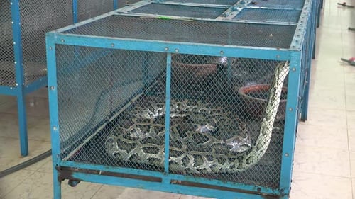 Snake Farm 2