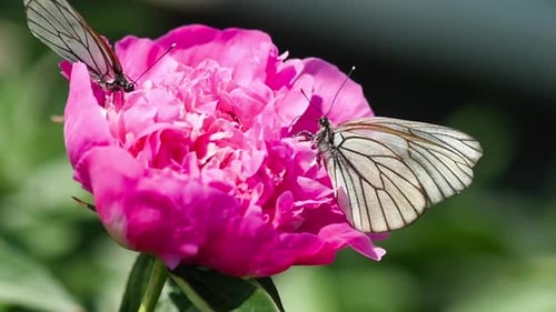 Two White Butterflies on Vibrant Pink Peony Flower