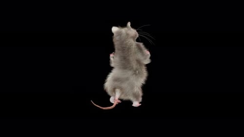 Realistic 3D Animated Rat Standing on Hind Legs