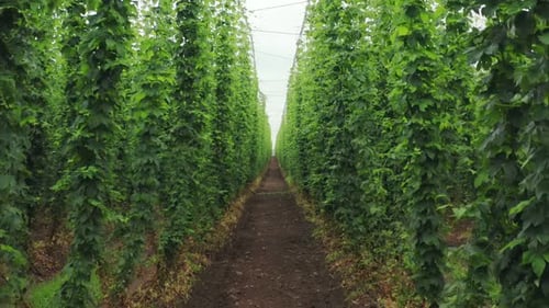 Lush Green Hops Plants Growing on Rural Farm