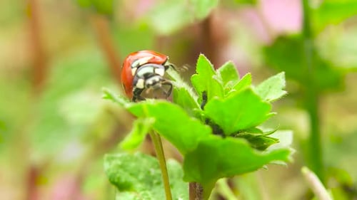 Ladybug Crawling on a Fresh Green Leaf