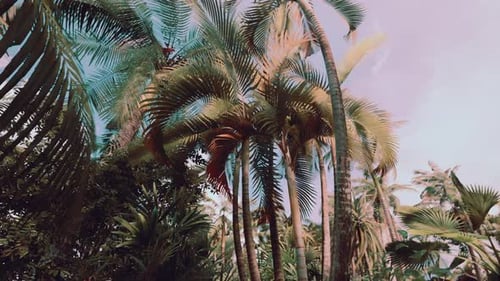 Tropical Palm Trees Gently Swaying Under a Clear Sky
