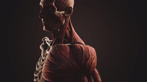 3D Human Anatomy Model of Skeleton and Muscles Rotating