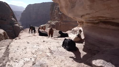 A Group of Goats Eating Orange Peels on the Steep Mountain Hill in Ancient City of Petra