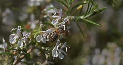 |European Honey Bee, apis mellifera, Bee in Flight, Foraging a Rosmary Flower, Pollinisation act