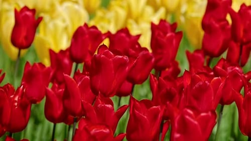 Blooming Tulips in Keukenhof Flower Garden