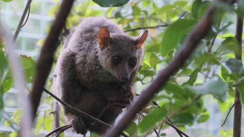 Greater Bushbaby Galago est assis sur une branche verte dans la forêt diurne de Zanzibar, Afrique