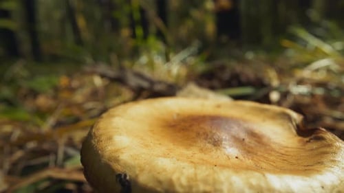 Close Up of Mushroom Growing in Forest