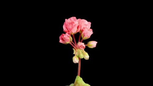 Time Lapse of Opening Pink Geranium Pelargonium Flower