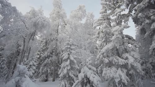 Walk Through the Winter Forest with Snowcovered Trees on a Beautiful Frosty Morning