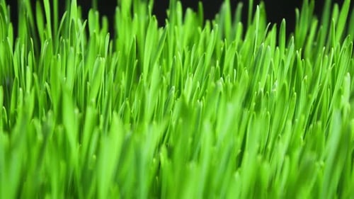 Rye Field Cereal Growing Crop Time Lapse