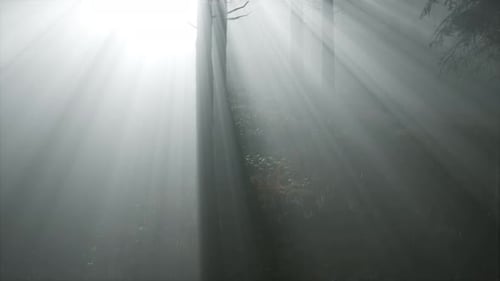 Coniferous Forest Backlit By the Fising Sun on a Misty