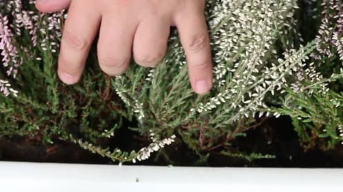 Hand Gently Touches Heather Plants in Planter