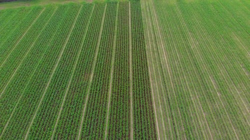 Tractor Cultivating Crops in a Green Agricultural Field