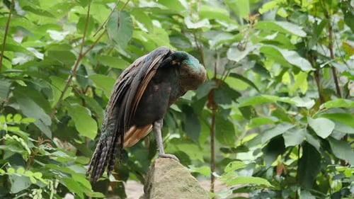 Majestic Peacock Perched on Rock Amidst Lush Foliage
