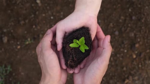 Child Hands Giving Small Plant