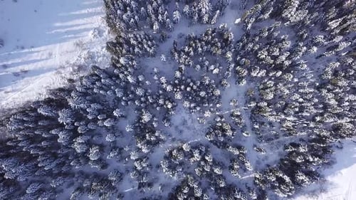 Pines Are Snow Covered Shooting with Copter . View From Above. Aerial View