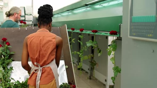 Woman Sorts Freshly Cut Roses on Machine