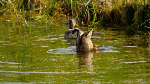 Plongée du canard colvert