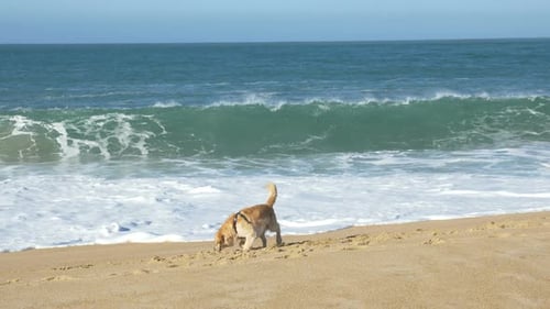 Happy Dog Digs and Plays on Golden Sand Beach Near Ocean