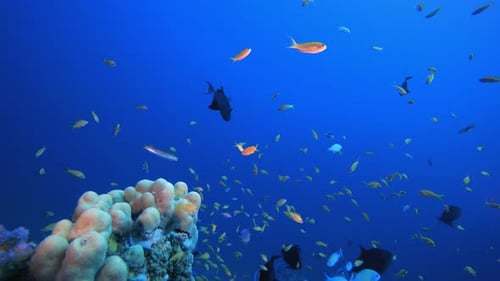 Tropische Unterwasseransicht Seefische