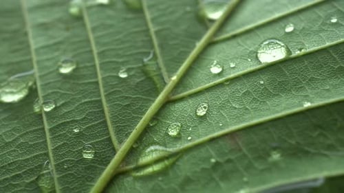 Green Leaf with Water Droplets Macro Shot