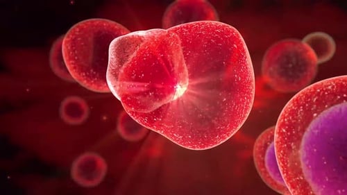 Animated 3D Cell Division in Microscopic Detail