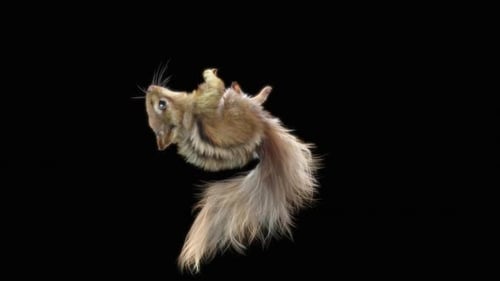 Chipmunk: Tanzen HD