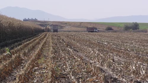 Schwenkansicht von LKWs im Maisfeld