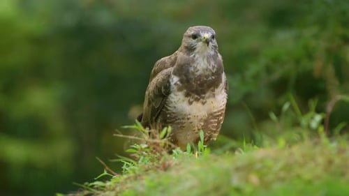 Buzzard on the ground in a forest. Wild predator bird Buteo.