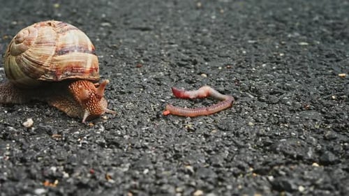 Snail