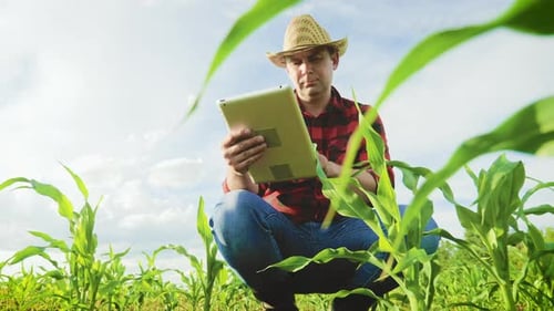 Focused Farmer Using Tablet in Lush Cornfield