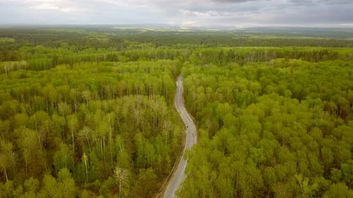 Countryside Forest Road