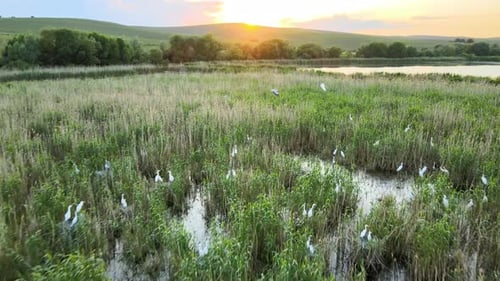 Flock of Many Egret White Birds Nesting in Wetlands Grass