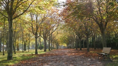 Tilt on pathway leading through forest alley 4K 2160p 30fps UltraHD footage - Autumn in the park wi