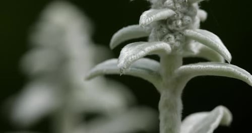 Stachys byzantina ou haie laineuse.