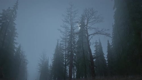 Loop-Animation des Fliegens durch einen gruseligen Wald mit Mond