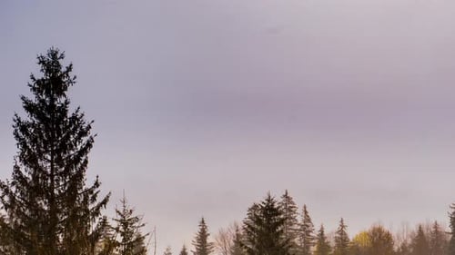Grey Mist Covered the Pine Forest