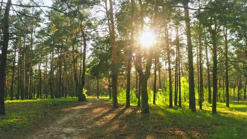Forest Morning Sun Rays Light Jungle Green Grass Nature Wood Outdoor