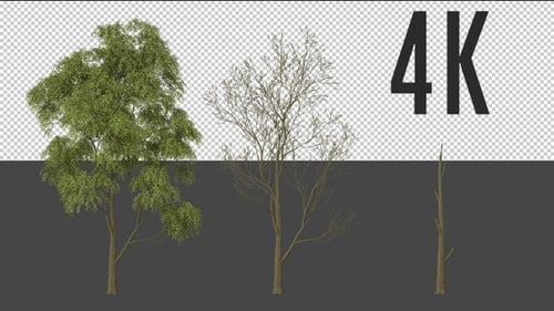 Ulmaceae Tree Growing