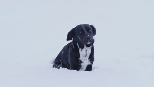 Dog Sitting in the Falling Snow