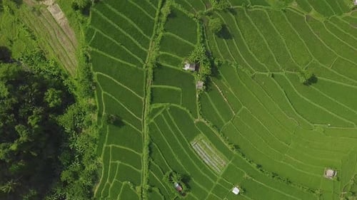 Aerial Circling View Over Green Paddy Fields in Asia Countryside.