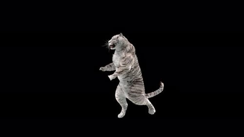 Weißer Tiger Tanzen 4K