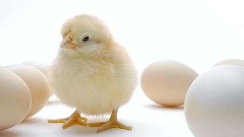 Adorable Baby Chick Standing Next to Eggs