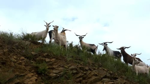 A Herd of Wild Mountain Goats Stands on a Rocky Cliff and Looks Into the Camera